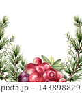 Watercolor cranberries with evergreen branches and leaves framing white space. Botanical festive fruit illustration hand drawn isolated. Holiday greeting card. Christmas design or winter decoration. 143898829