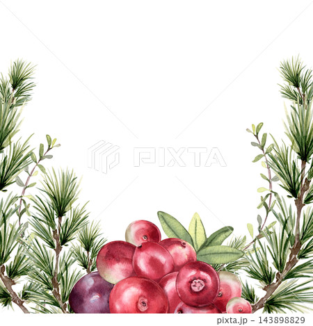 Watercolor cranberries with evergreen branches and leaves framing white space. Botanical festive fruit illustration hand drawn isolated. Holiday greeting card. Christmas design or winter decoration. Watercolor cranberries with evergreen branches and leaves framing white space. Botanical festive fruit illustration hand drawn isolated. Holiday greeting card. Christmas design or winter decoration. 143898829