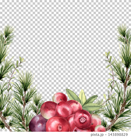 Watercolor cranberries with evergreen branches and leaves framing white space. Botanical festive fruit illustration hand drawn isolated. Holiday greeting card. Christmas design or winter decoration. Watercolor cranberries with evergreen branches and leaves framing white space. Botanical festive fruit illustration hand drawn isolated. Holiday greeting card. Christmas design or winter decoration. 143898829