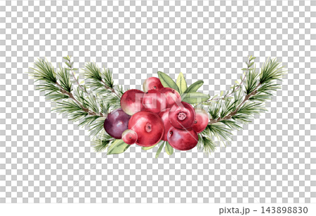 Watercolor pine branches with red berries and green leaves in semicircle isolated. Vibrant bog berry wreath for greeting card, food packaging, and natural design. Cranberry bunch and fir artwork. 143898830