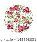 Cranberry branches watercolor round frame design isolated. Natural berry circle element for label, plate design or packaging design. Superfood winter berries in hand drawn round illustration. 143898831