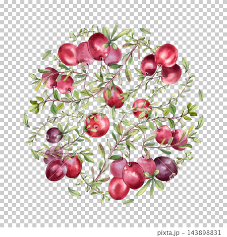 Cranberry branches watercolor round frame design isolated. Natural berry circle element for label, plate design or packaging design. Superfood winter berries in hand drawn round illustration. Cranberry branches watercolor round frame design isolated. Natural berry circle element for label, plate design or packaging design. Superfood winter berries in hand drawn round illustration. 143898831
