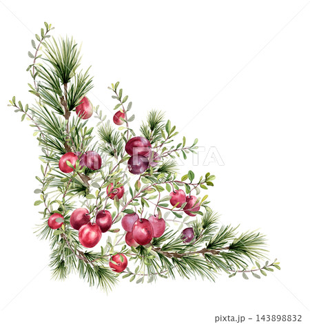 Watercolor cranberry berries and evergreen branches hand painted. Festive botanical corner with pine boughs and red fruits isolated. Christmas holiday decoration. Winter greenery drawing for design. Watercolor cranberry berries and evergreen branches hand painted. Festive botanical corner with pine boughs and red fruits isolated. Christmas holiday decoration. Winter greenery drawing for design. 143898832