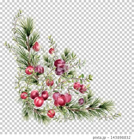 Watercolor cranberry berries and evergreen branches hand painted. Festive botanical corner with pine boughs and red fruits isolated. Christmas holiday decoration. Winter greenery drawing for design. Watercolor cranberry berries and evergreen branches hand painted. Festive botanical corner with pine boughs and red fruits isolated. Christmas holiday decoration. Winter greenery drawing for design. 143898832