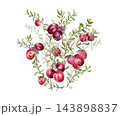 Vibrant cranberry branch with a bunch of berries illustration isolated. Watercolor drawing of fresh ripe berries on bush. Tart food berries hand drawn for packaging or label. Marsh bog berry sketch. 143898837