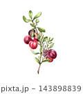 Cranberry branch watercolor hand drawn on white background. Cluster of red bog berries with green leaves for superfood label. Botanical illustration for natural food branding or packaging design. 143898839