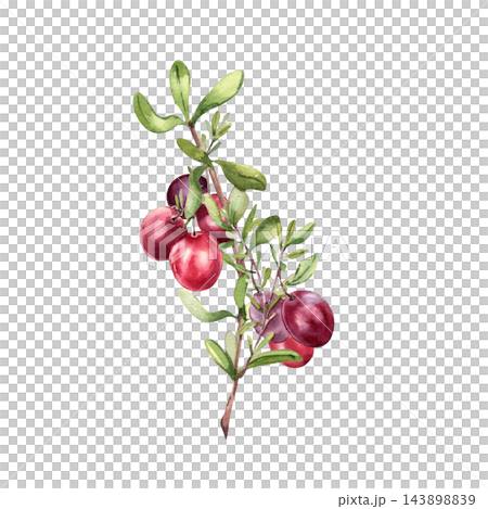 Cranberry branch watercolor hand drawn on white background. Cluster of red bog berries with green leaves for superfood label. Botanical illustration for natural food branding or packaging design. 143898839