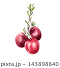 Cranberry watercolor illustration isolated background. American bog berries on branch with little green leaves and red berries artwork. Hand painted vibrant berry for design element. 143898840