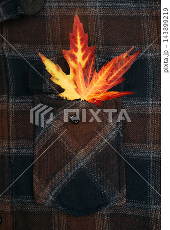 Bright yellow and red autumn maple leaf sticking out of plaid shirt pocket close up  143899219