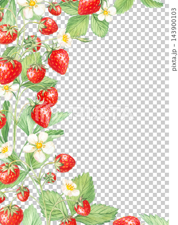Strawberry vertical corner frame border with white flowers, leaves and empty space. Hand drawn watercolor botanical illustration isolated element. Card background design for tea packaging. Strawberry vertical corner frame border with white flowers, leaves and empty space. Hand drawn watercolor botanical illustration isolated element. Card background design for tea packaging. 143900103