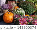 Pumpkin display with chrysanthemums and heather outdoors for autumn harvest decoration 143900374