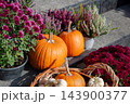 Pumpkin display with chrysanthemums and heather outdoors for autumn harvest decoration 143900377