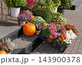 Arrangement decorates outdoor steps with pumpkins and chrysanthemums 143900378