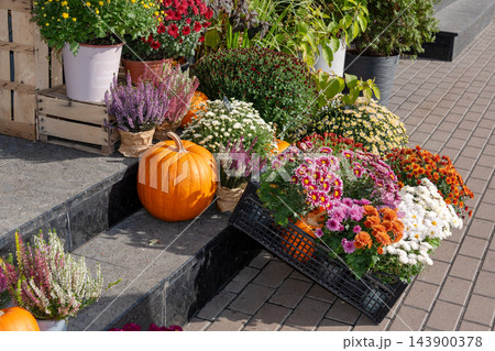 Arrangement decorates outdoor steps with pumpkins and chrysanthemums Arrangement decorates outdoor steps with pumpkins and chrysanthemums 143900378