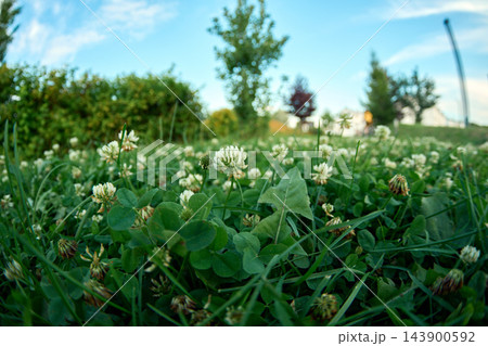 botanical backdrop template showcasing alsike clover blossoms surrounded by fresh green grass foliage carpet botanical backdrop template showcasing alsike clover blossoms surrounded by fresh green grass foliage carpet 143900592