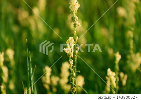 Minimalist Organic Texture of Yellow Toadflax for Layouts Minimalist Organic Texture of Yellow Toadflax for Layouts 143900627