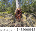 A bushfire damaged gum tree alongside a dirt track in the Blue Mountains 143900948