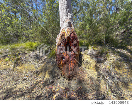 A bushfire damaged gum tree alongside a dirt track in the Blue Mountains A bushfire damaged gum tree alongside a dirt track in the Blue Mountains 143900948