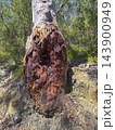 A bushfire damaged gum tree alongside a dirt track in the Blue Mountains 143900949
