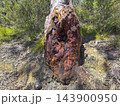 A bushfire damaged gum tree alongside a dirt track in the Blue Mountains 143900950