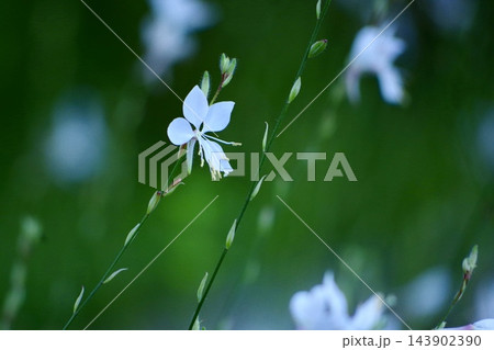 美しい緑のボケ味を背景に咲く可憐な白いガウラの花のクローズアップ 143902390