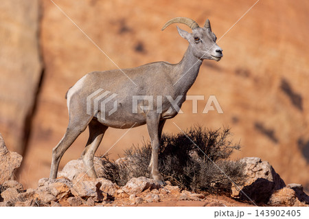 Female desert bighorn sheep on red sandstone rocks looking around, Valley of Fire State Park, Nevada 143902405