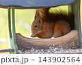 Red squirrel feeding inside wooden bird feeder surrounded forest greenery soft daylight. Closeup wildlife portrait shows alert mammal fluffy tail natural habitat calm atmosphere, blurred background 143902564