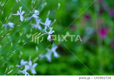 群れ咲く白いガウラの花とハチの生態:美しい緑のボケ味に包まれた一瞬 群れ咲く白いガウラの花とハチの生態:美しい緑のボケ味に包まれた一瞬 143902726