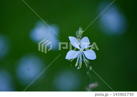 美しい緑のボケ味の中に一輪だけ際立つ可憐な白いガウラの花のクローズアップ 143902730