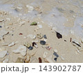 砂浜に打ち上げられた貝殻とヤドカリ 143902787