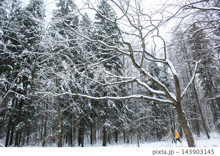 Winter park after a snowfall. A lot of snow on the trees Winter park after a snowfall. A lot of snow on the trees 143903145