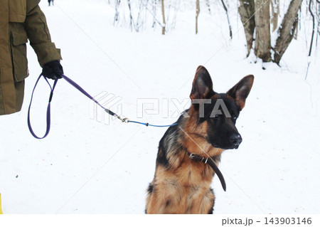 German Shepherd Dog on a walk in winter 143903146
