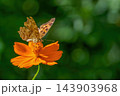 秋の訪れを感じさせるコスモスと蝶の情緒的な自然風景と明るい光 143903968