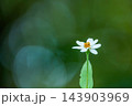 新緑の背景と清らかな白いジニアの花、サステナビリティ・環境をテーマにした自然の背景素材 143903969