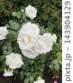 ハートの形をした白い薔薇です 143904129