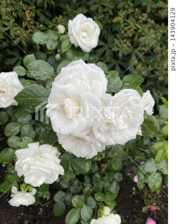 ハートの形をした白い薔薇です 143904129