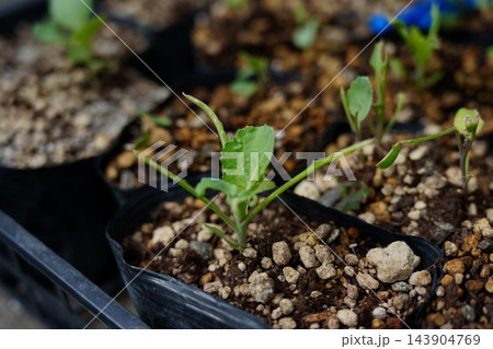 虫に食べられたキャベツの苗 虫に食べられたキャベツの苗 143904769