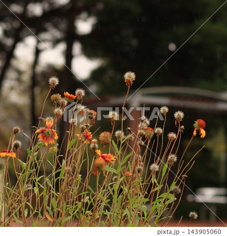 Orange Wildflowers and Fading Seed Heads Against a Dark Blurred Background Orange Wildflowers and Fading Seed Heads Against a Dark Blurred Background 143905060