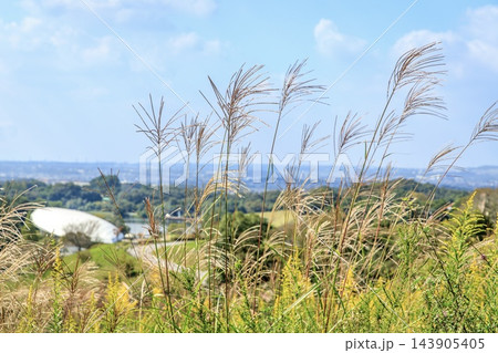 豊田市、風に揺れるススキと鞍ヶ池公園の俯瞰 豊田市、風に揺れるススキと鞍ヶ池公園の俯瞰 143905405