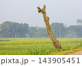 Bare dead tree trunk standing in a lush green paddy field. Dry wooden snag against a misty rural agricultural landscape. Bare dead tree trunk standing in a lush green paddy field. Dry wooden snag against a misty rural agricultural landscape. 143905451