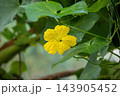 Bright yellow sponge gourd flower blooming amidst dense green foliage outdoors. Organic vegetable cultivation and gardening concept. Bright yellow sponge gourd flower blooming amidst dense green foliage outdoors. Organic vegetable cultivation and gardening concept. 143905452