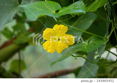 Bright yellow sponge gourd flower blooming amidst dense green foliage outdoors. Organic vegetable cultivation and gardening concept. Bright yellow sponge gourd flower blooming amidst dense green foliage outdoors. Organic vegetable cultivation and gardening concept. 143905452