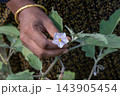 Hand gently holding a delicate purple eggplant flower on a green plant stem. Close-up of blooming Solanum melongena blossom in farm garden. Hand gently holding a delicate purple eggplant flower on a green plant stem. Close-up of blooming Solanum melongena blossom in farm garden. 143905454