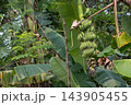 Large bunch of unripe green bananas growing on a banana tree. Raw banana fruit cluster hanging among green foliage in farm garden. Large bunch of unripe green bananas growing on a banana tree. Raw banana fruit cluster hanging among green foliage in farm garden. 143905455