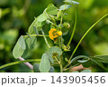 Yellow Senna tora flower blooming among green leaves and buds. Wild Cassia tora medicinal plant stem in a natural garden. Yellow Senna tora flower blooming among green leaves and buds. Wild Cassia tora medicinal plant stem in a natural garden. 143905456