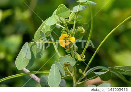 Yellow Senna tora flower blooming among green leaves and buds. Wild Cassia tora medicinal plant stem in a natural garden. Yellow Senna tora flower blooming among green leaves and buds. Wild Cassia tora medicinal plant stem in a natural garden. 143905456