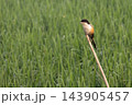 Long-tailed shrike perched on a stick over lush green crop field. Small wild bird watching for prey in a rural village environment. Long-tailed shrike perched on a stick over lush green crop field. Small wild bird watching for prey in a rural village environment. 143905457
