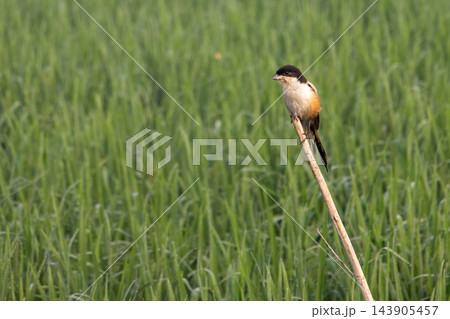 Long-tailed shrike perched on a stick over lush green crop field. Small wild bird watching for prey in a rural village environment. Long-tailed shrike perched on a stick over lush green crop field. Small wild bird watching for prey in a rural village environment. 143905457
