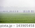 Jute sticks standing in cone bundles to dry beside a green paddy field. Misty rural landscape with harvested agricultural crop stalks in morning. Jute sticks standing in cone bundles to dry beside a green paddy field. Misty rural landscape with harvested agricultural crop stalks in morning. 143905458