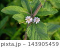 Close-up of two small pink lantana flowers blooming on a stem with dew. Wild Lantana camara blossoms surrounded by green serrated leaves. Close-up of two small pink lantana flowers blooming on a stem with dew. Wild Lantana camara blossoms surrounded by green serrated leaves. 143905459